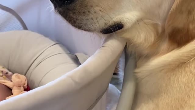 Golden retriever puppy only wants to protect newborn baby |