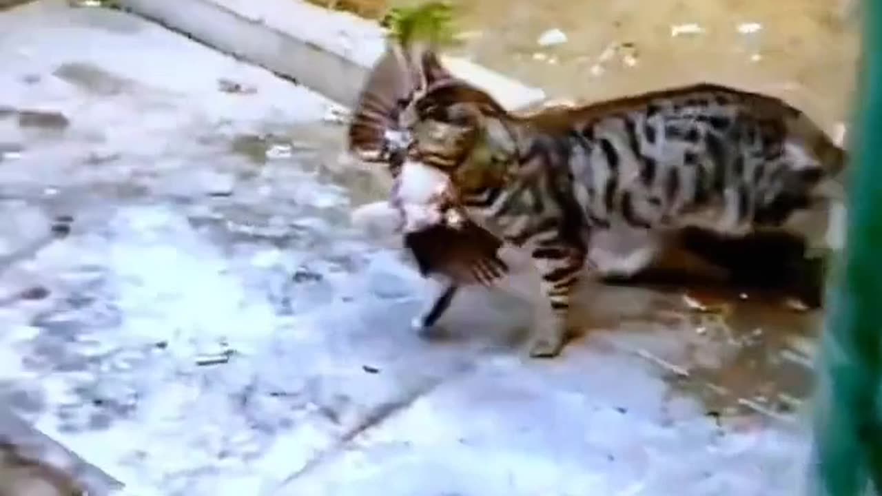 Do are die fight between cat and dove