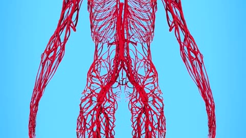 How Long Are Your Blood Vessels? 🤔