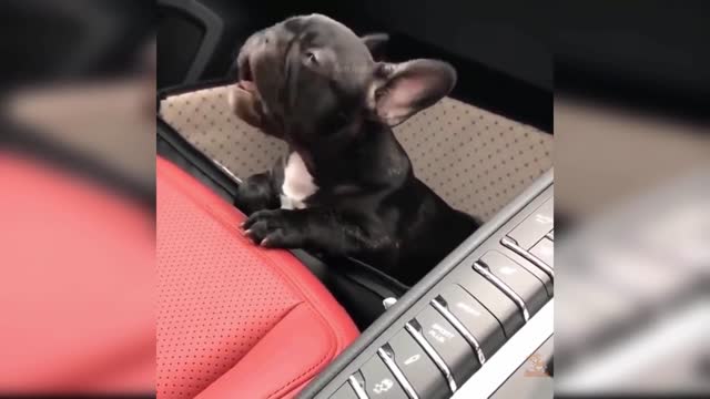 Baby Dogs - Cute and Funny Dog Videos - Best funny Baby Dogs Videos 2021