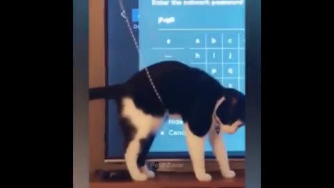 Cat are the worst destroyers!!