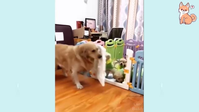 Cute Puppies Cute Funny Compilation