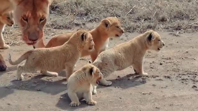 Cute tiger baby's || small tigers.