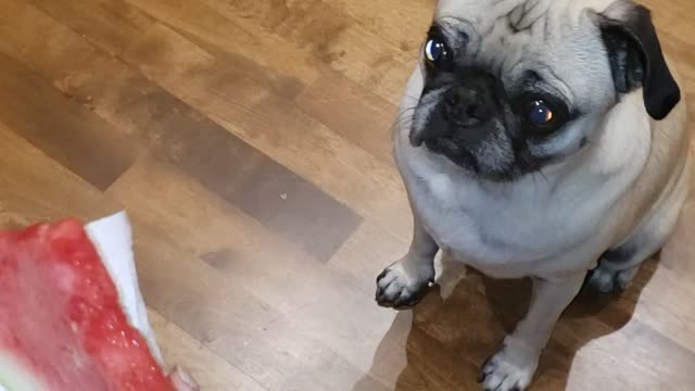 Faith the pug eating watermelon