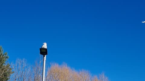 Herring Gull On A Streetlight