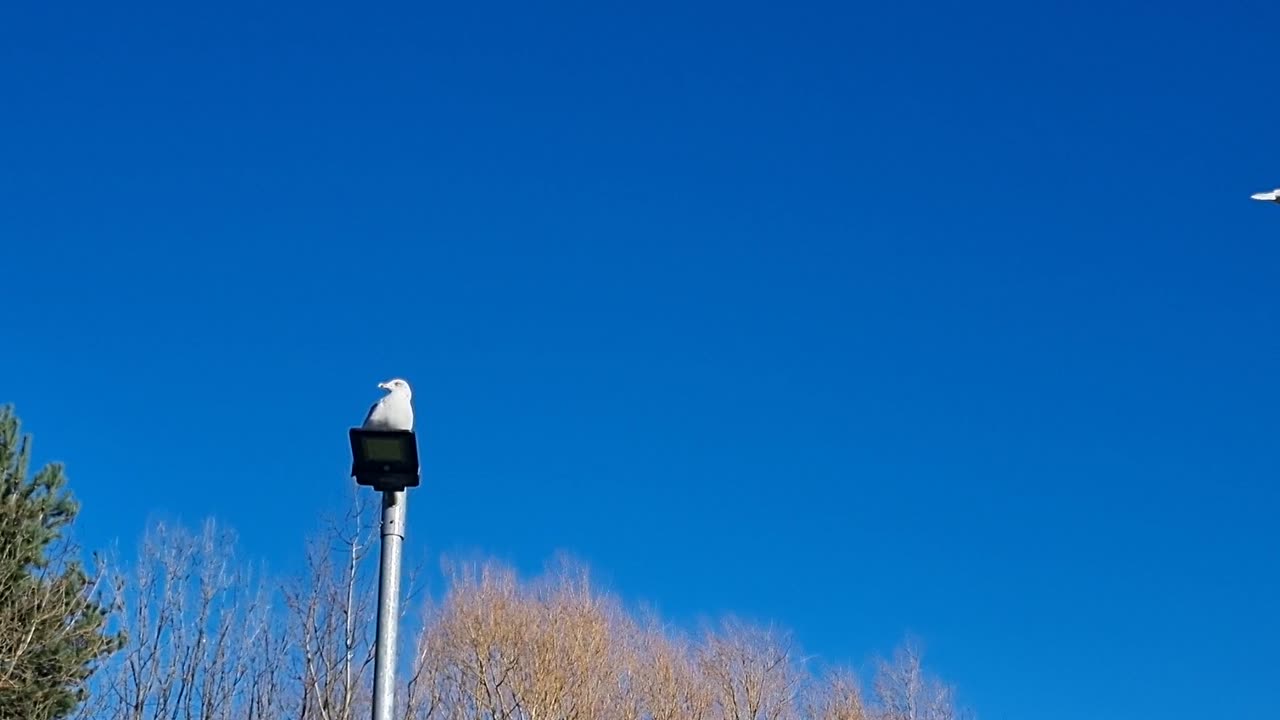 Herring Gull On A Streetlight