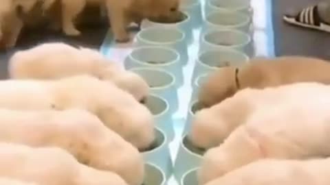 Cute Dogs || Dogs lover || Dogs world || Dogs entertain || Dogs fun