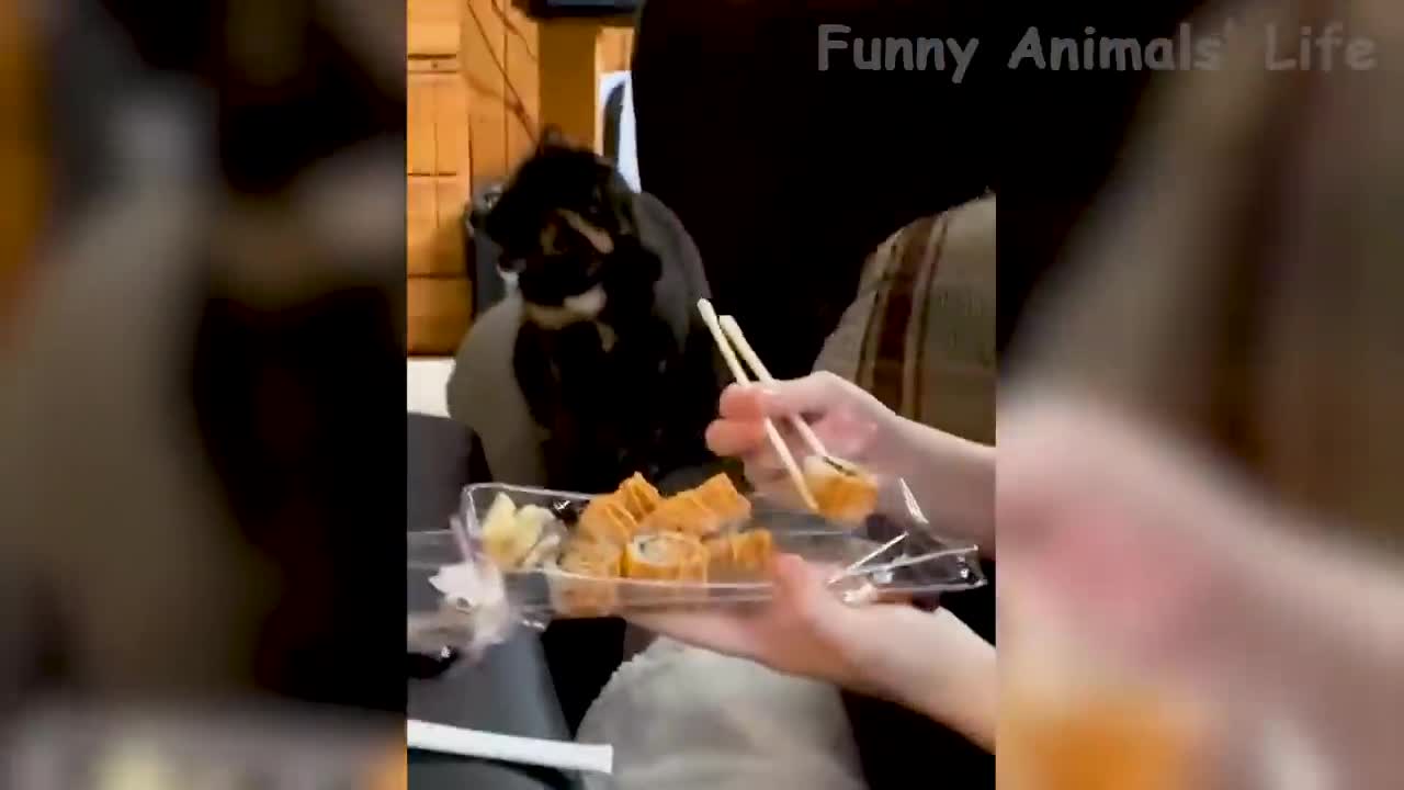 Funny cats and dogs moments| funny video 2022