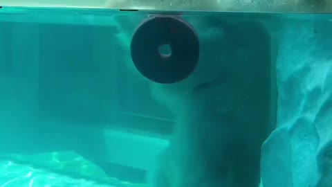 White Bear