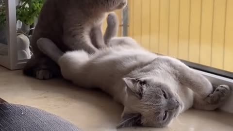 Nothing like a relaxing massage. Cat video.