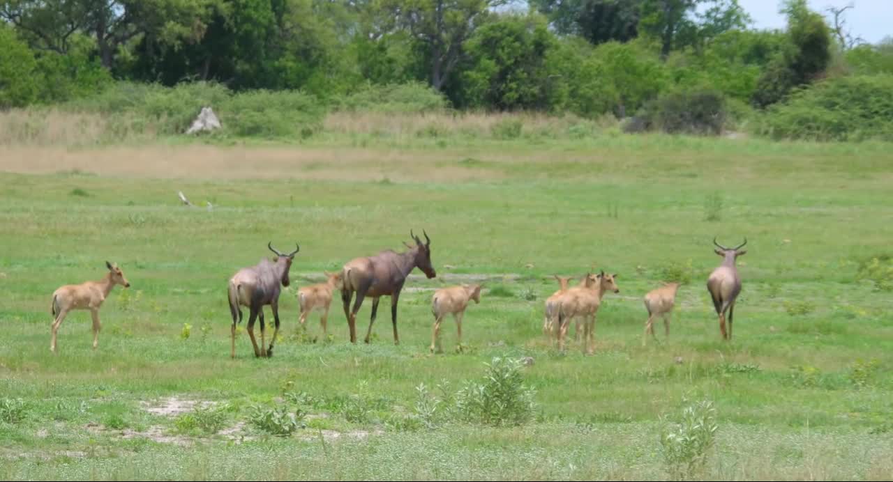 Amazing Wildlife Of Africa in clips.gYeEJd