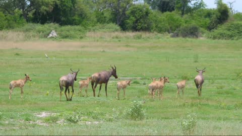 Amazing Wildlife Of Africa in clips.gYeEJd