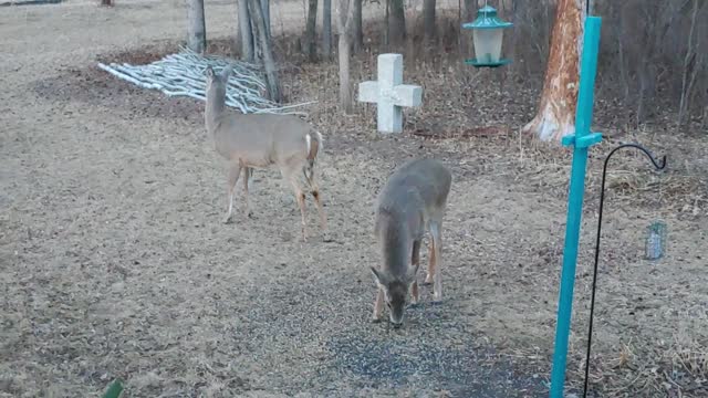 Deer antics