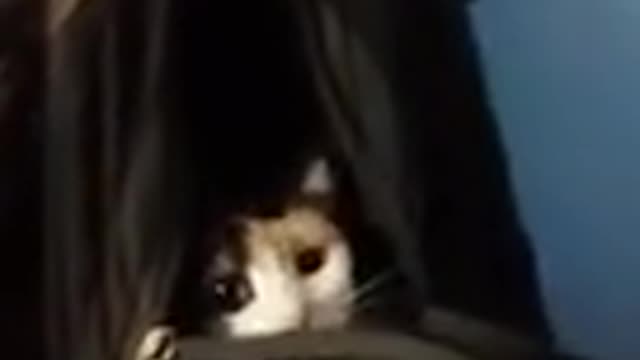 beautiful cat with fun😀