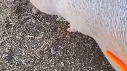 Cute Little Piggy