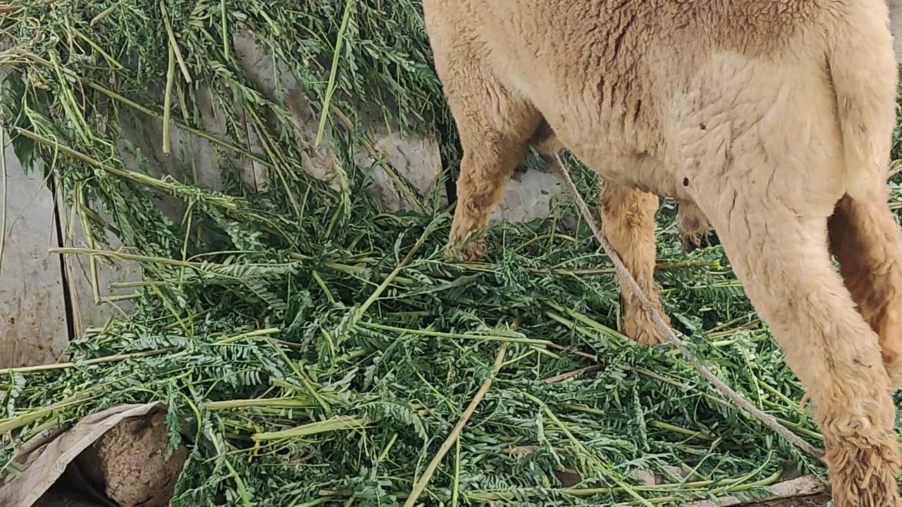 Sheep
