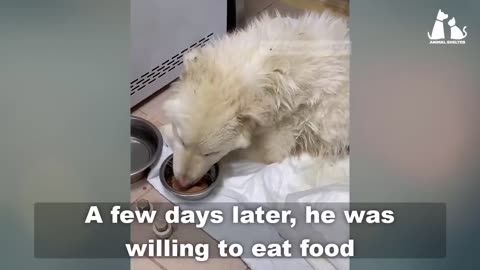 Unfortunate Dog was rescued