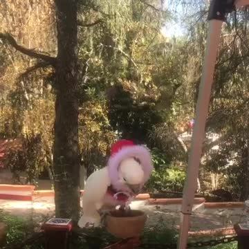 Shou Shou the umbrella cockatoo loves hoods