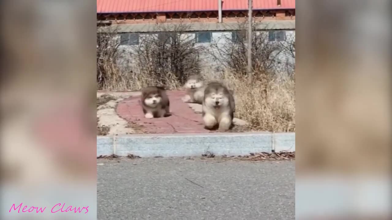 Adorable Baby Alaskan Malamute