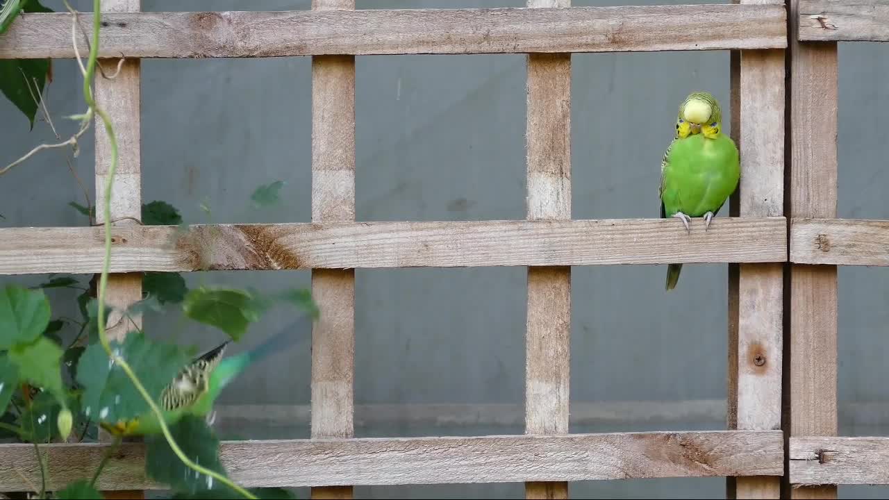 Two birds on a wall