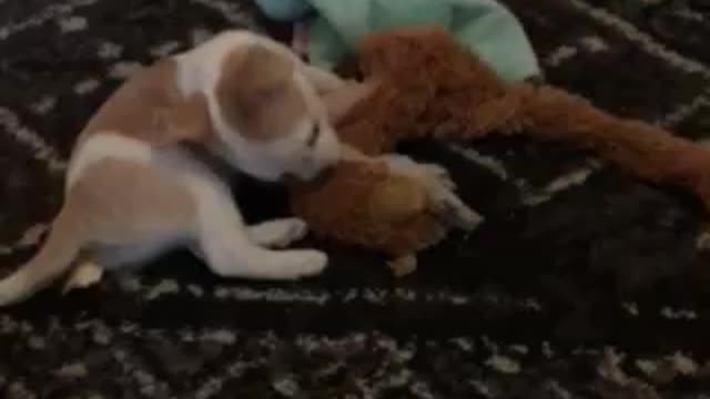 Pablo at 7.5 weeks