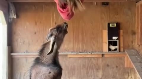 Funny Goat Video