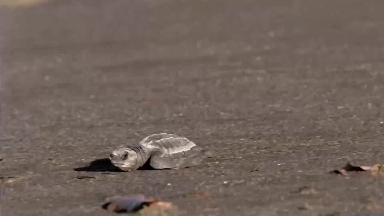 Amazing videos of wonderful creatures