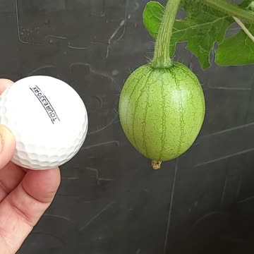 Sugar Baby Watermelons