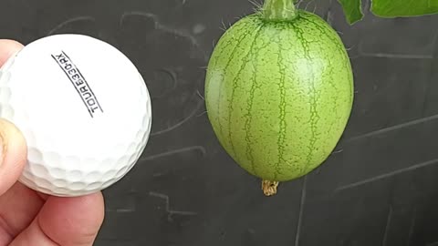 Sugar Baby Watermelons