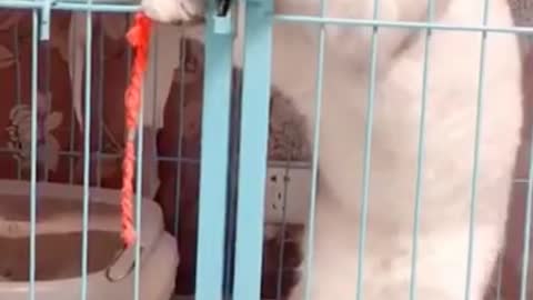Lovely Cat_ black cat_ cats_ funny cats_ funny cat videos 1598(720P_HD)