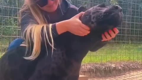 Black Jaguar Love