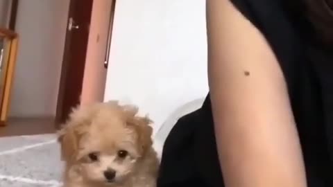 Funny Dog Videos 2021 It's time to LAUGH with Dog's life48