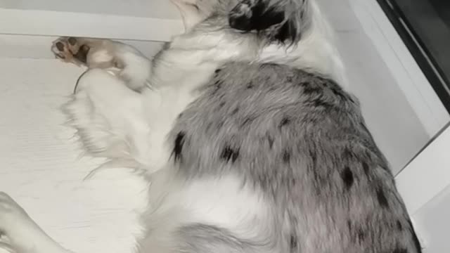 Snoring like thunder, is this a dog?