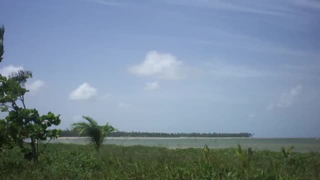 Trees blowing in the wind on the beach_batch