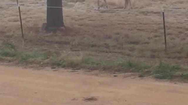 Grandpa mounts a horse - Horse no likey