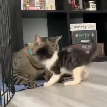.Cat giving attention to the kitten.