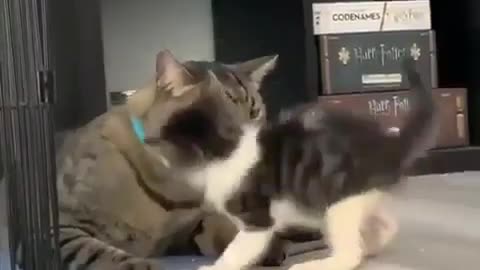 .Cat giving attention to the kitten.