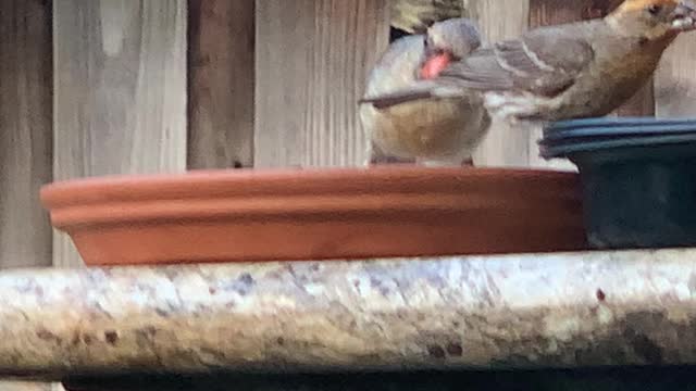 Momma the Original Female Northern Cardinal