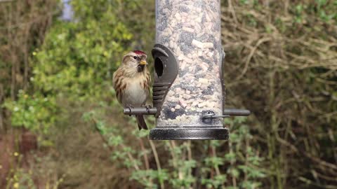 The bird is looking for its food