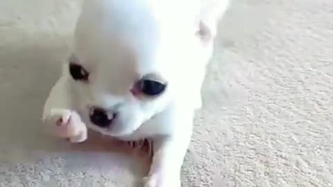 Funny dog video