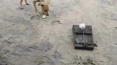 Dog vs a trap. Stealing is bad🤣🤣🤣