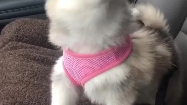 Happy little dog