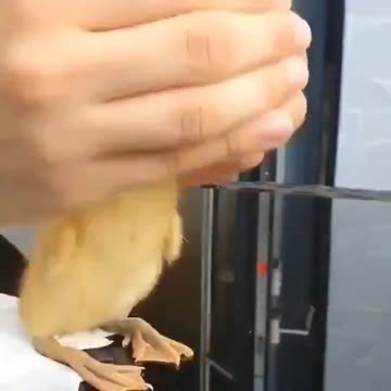 Curious duckling i love you