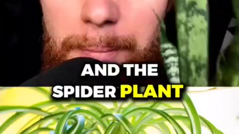 PLANTS - The More You Know