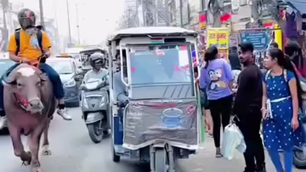 Buffalo driving