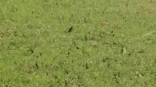 Goat crying in the hot sun