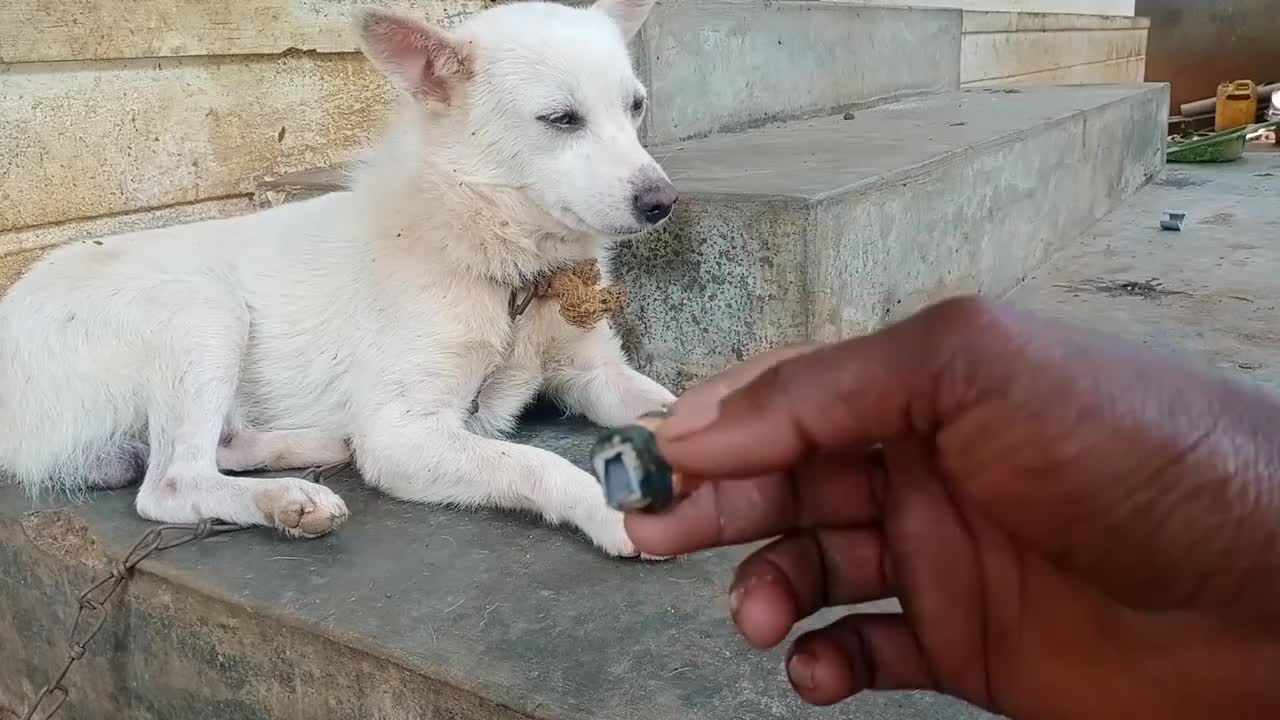 Funny cracker prank dog #prank #firecrackers