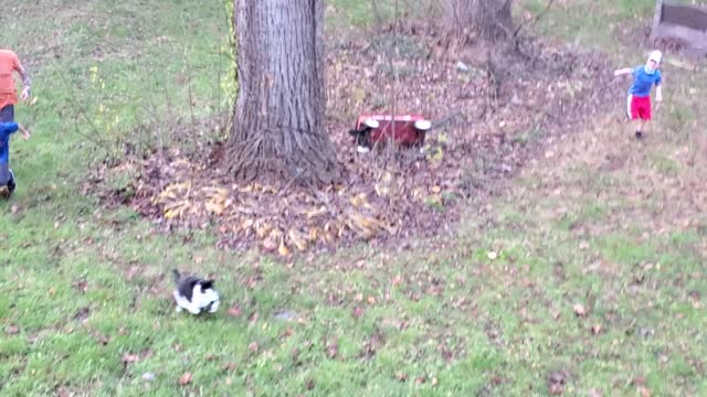 Family Herd Kitty Back Into the House