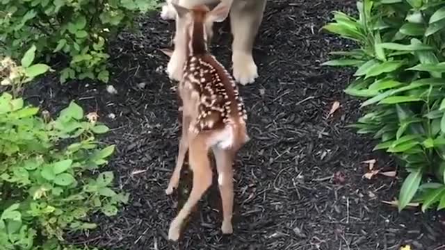 Funniest Animals Cutest video Ever Best Of The 2021