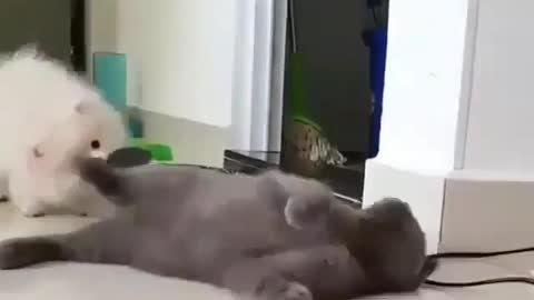 Cat dog battle
